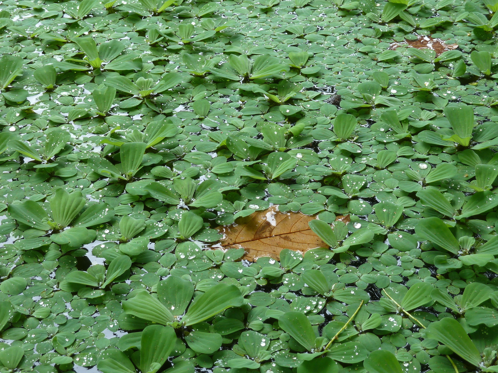 Picture Seychelles La Digue 2011-10 86 - Trail La Digue