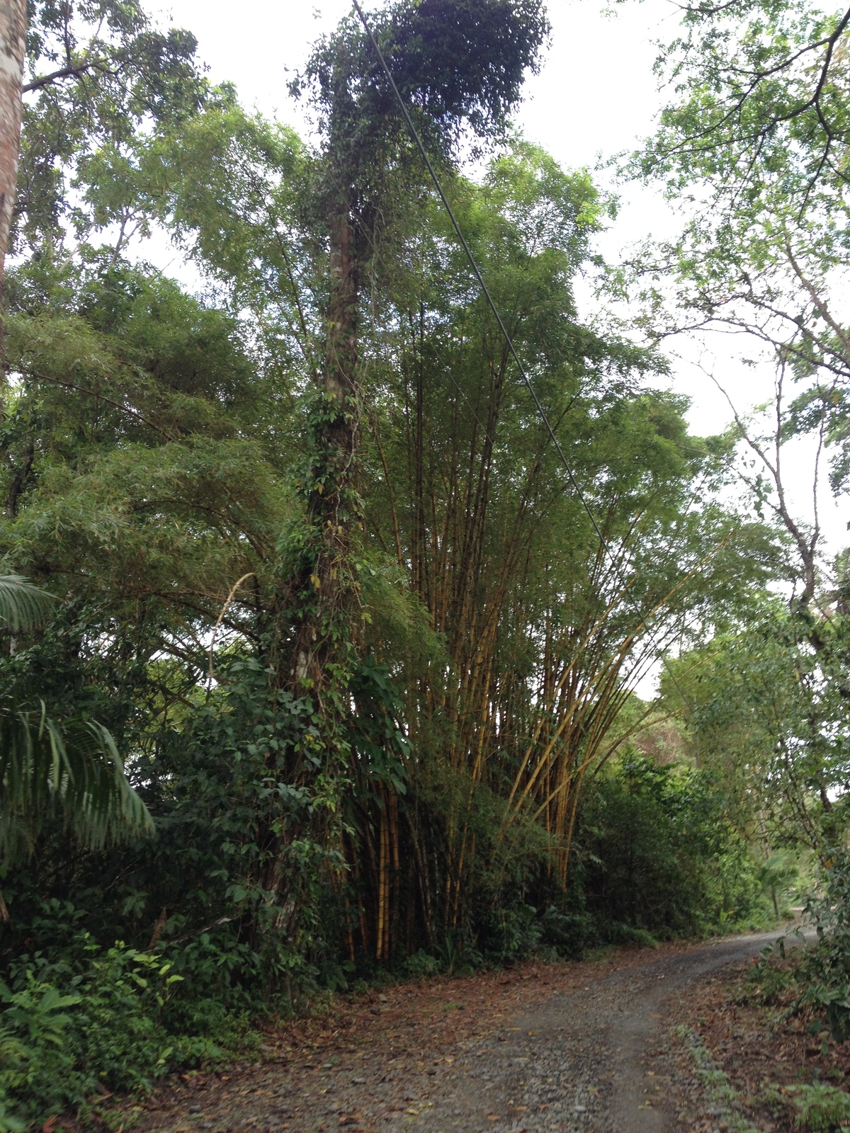 Picture Costa Rica Cahuita 2015-03 81 - Sightseeing Cahuita