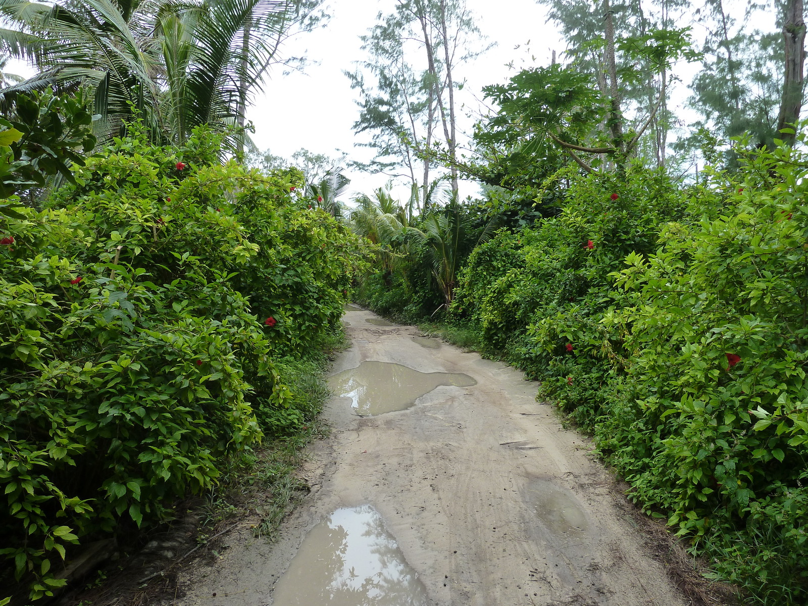 Picture Seychelles La Digue 2011-10 107 - Car La Digue