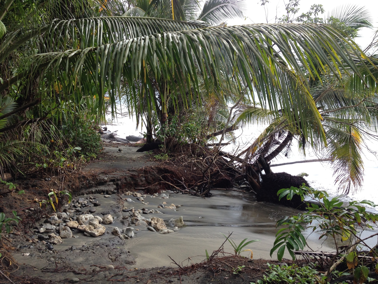 Picture Costa Rica Cahuita 2015-03 106 - Pictures Cahuita