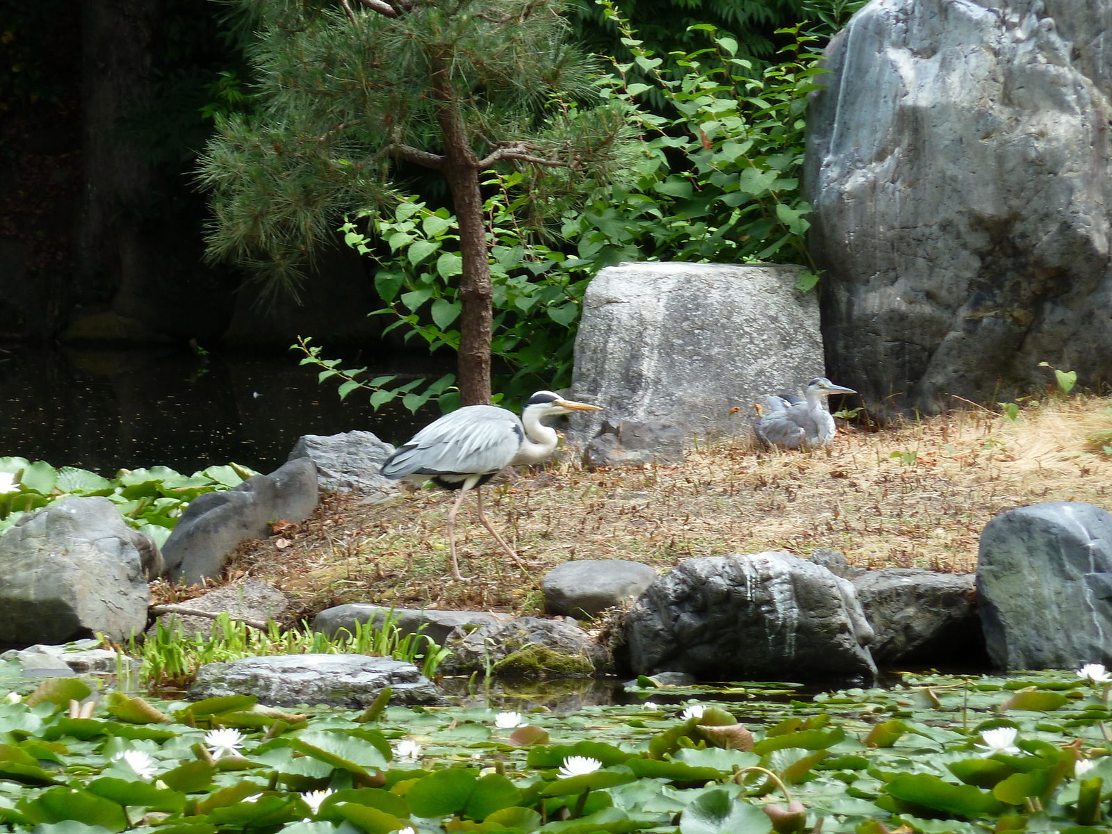 Picture Japan Kyoto Shosei en Garden 2010-06 5 - Tourist Attraction Shosei en Garden