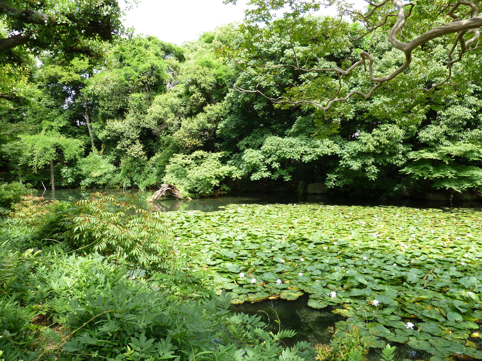 Picture Japan Kyoto Shosei en Garden 2010-06 46 - Photos Shosei en Garden