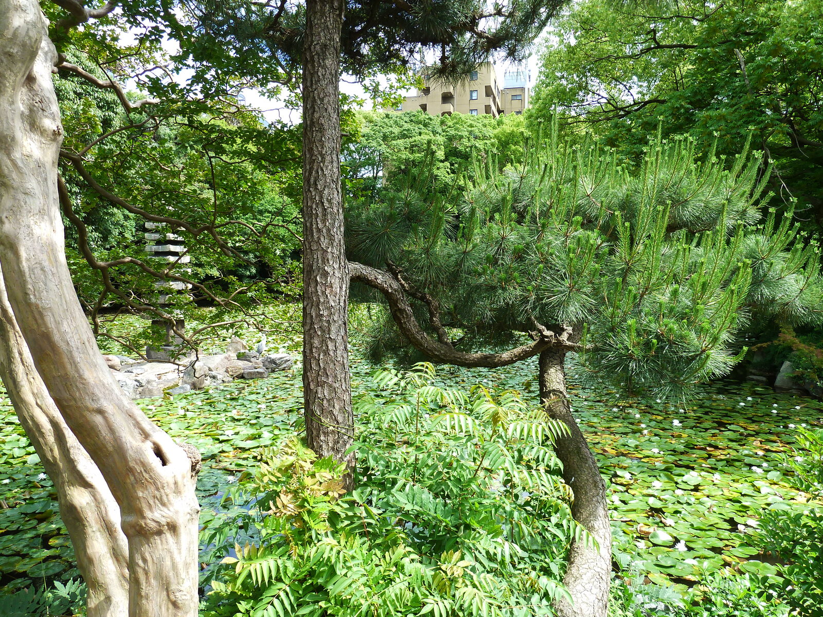 Picture Japan Kyoto Shosei en Garden 2010-06 45 - Flights Shosei en Garden