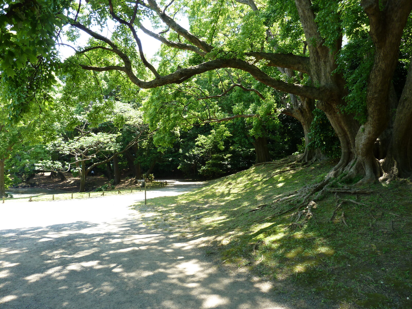 Picture Japan Tokyo Hama rikyu Gardens 2010-06 31 - Trips Hama rikyu Gardens