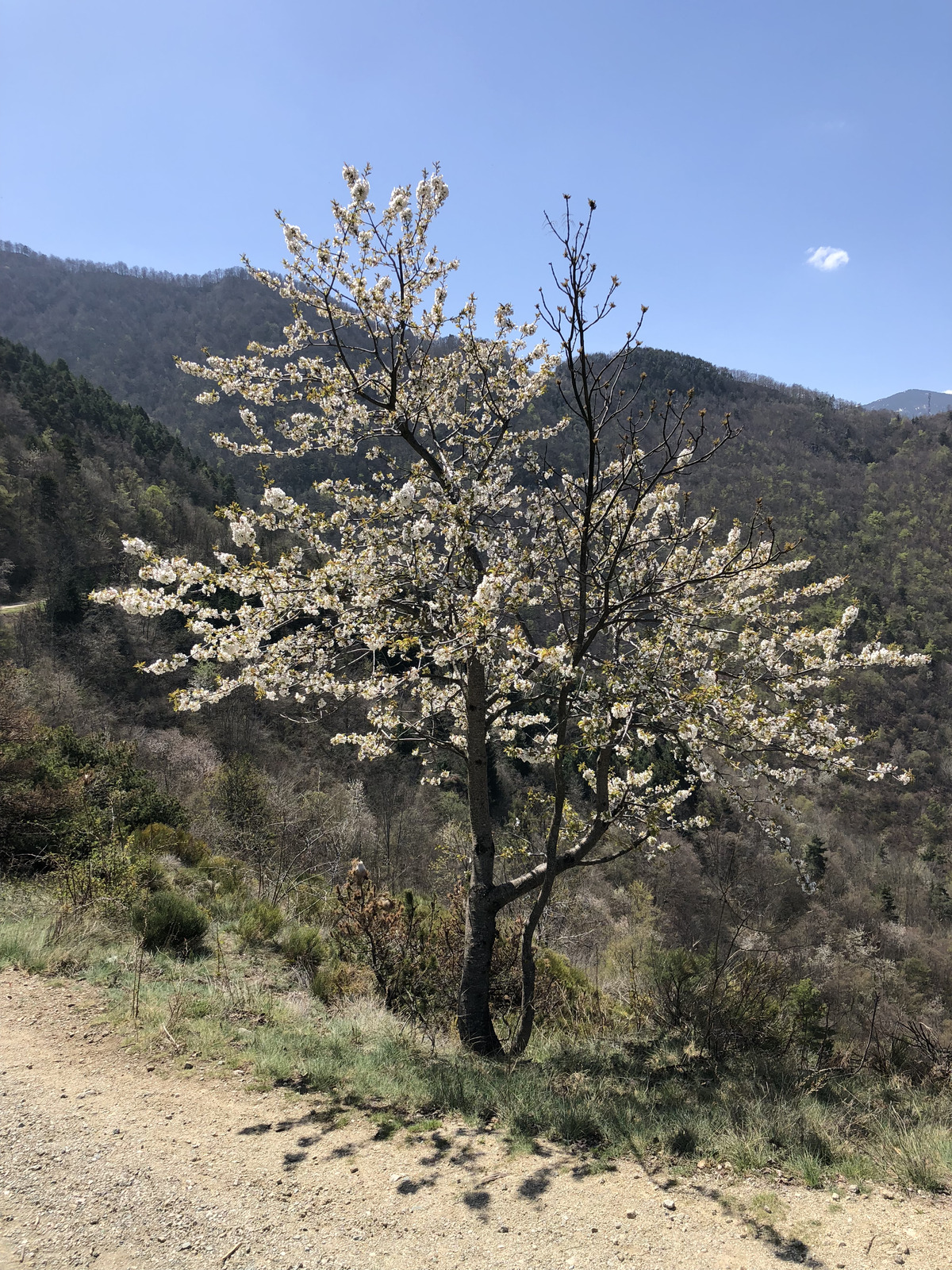 Picture France Abbaye Saint Martin du Canigou 2018-04 23 - Trail Abbaye Saint Martin du Canigou