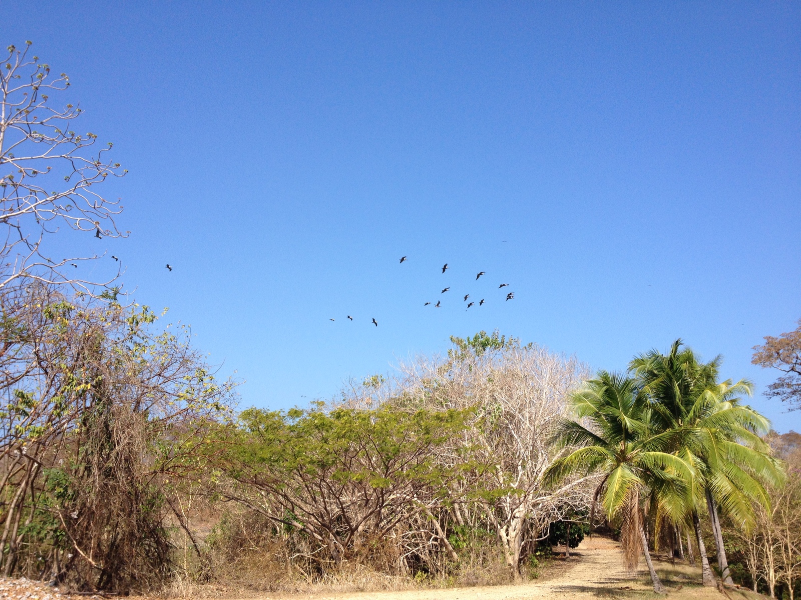 Picture Panama Contadora Island 2015-03 135 - Photographers Contadora Island