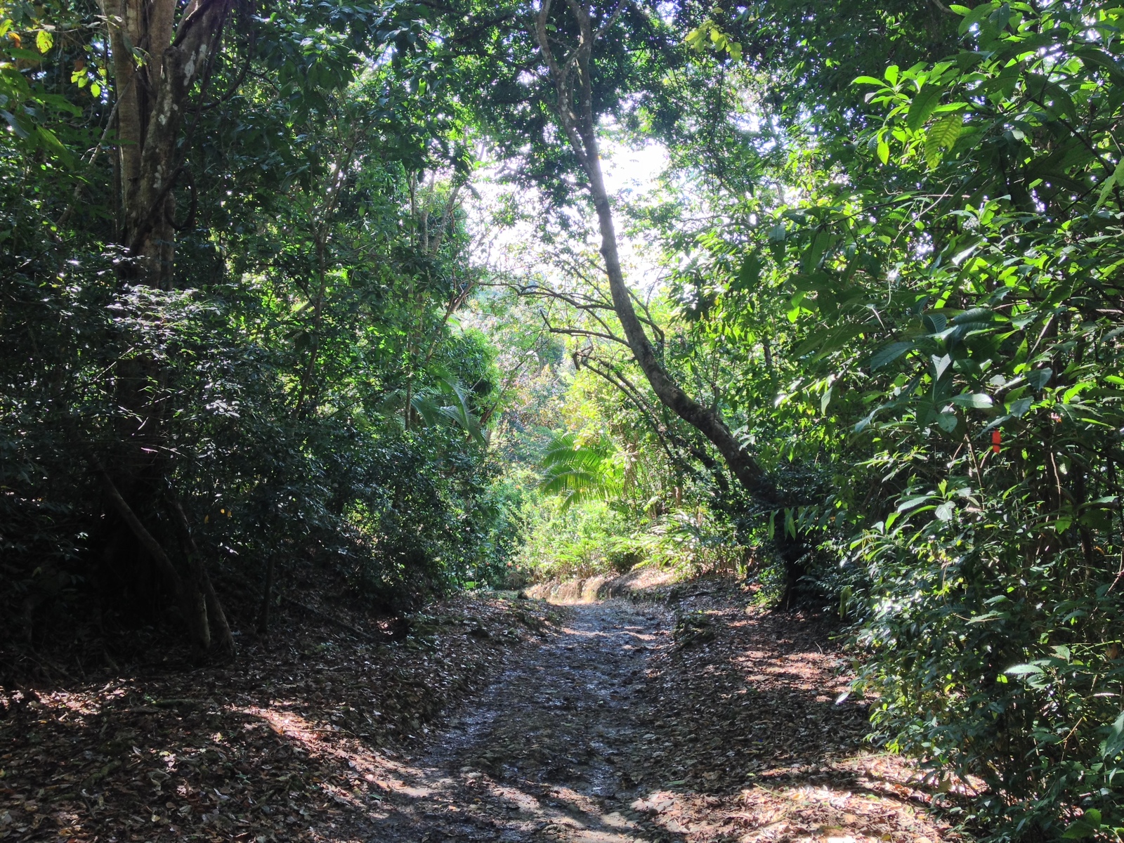 Picture Costa Rica Manuel Antonio 2015-03 93 - Photographer Manuel Antonio