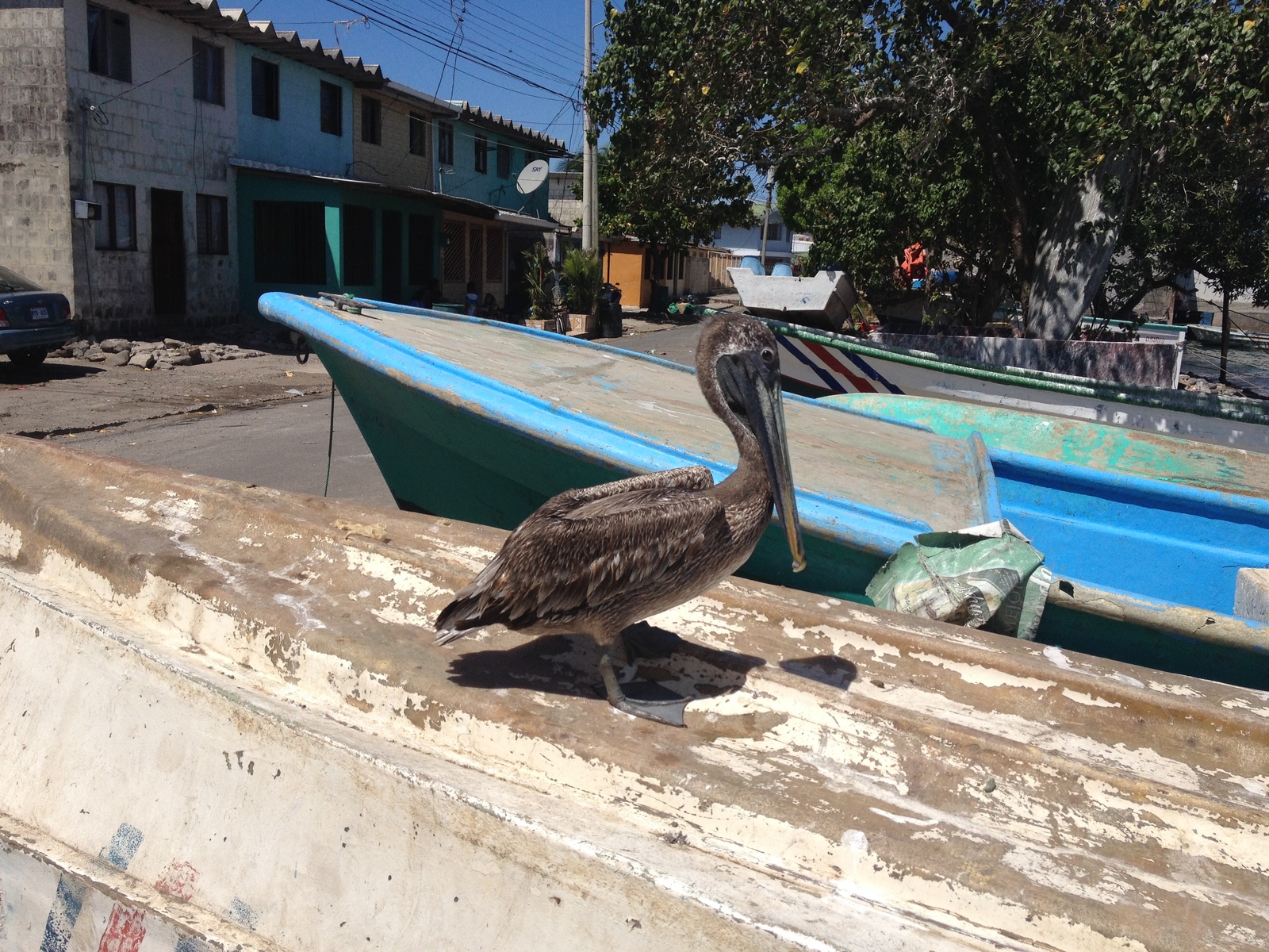 Picture Costa Rica Puntaneras 2015-03 86 - Sight Puntaneras