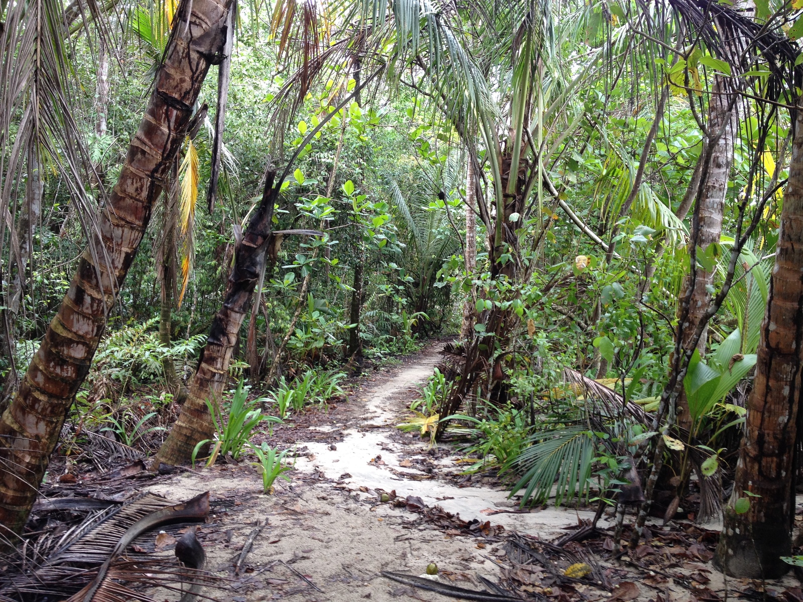 Picture Costa Rica Cahuita 2015-03 48 - Sightseeing Cahuita