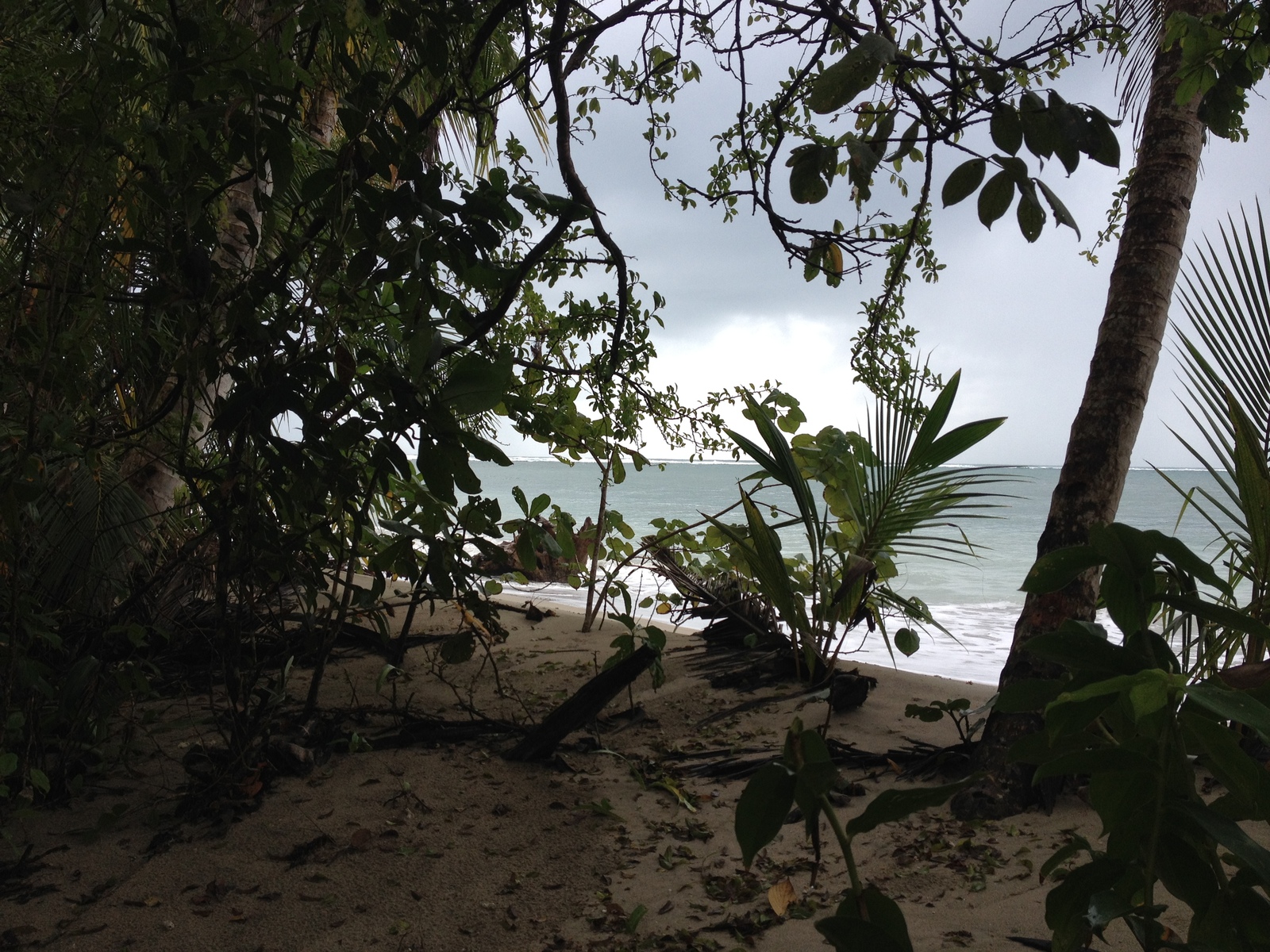 Picture Costa Rica Cahuita 2015-03 64 - Photos Cahuita