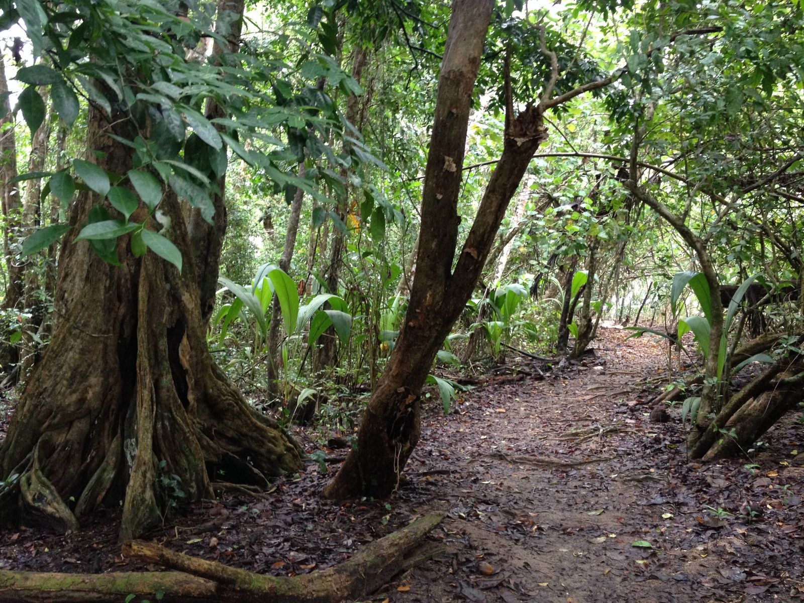 Picture Costa Rica Cahuita 2015-03 250 - Discover Cahuita