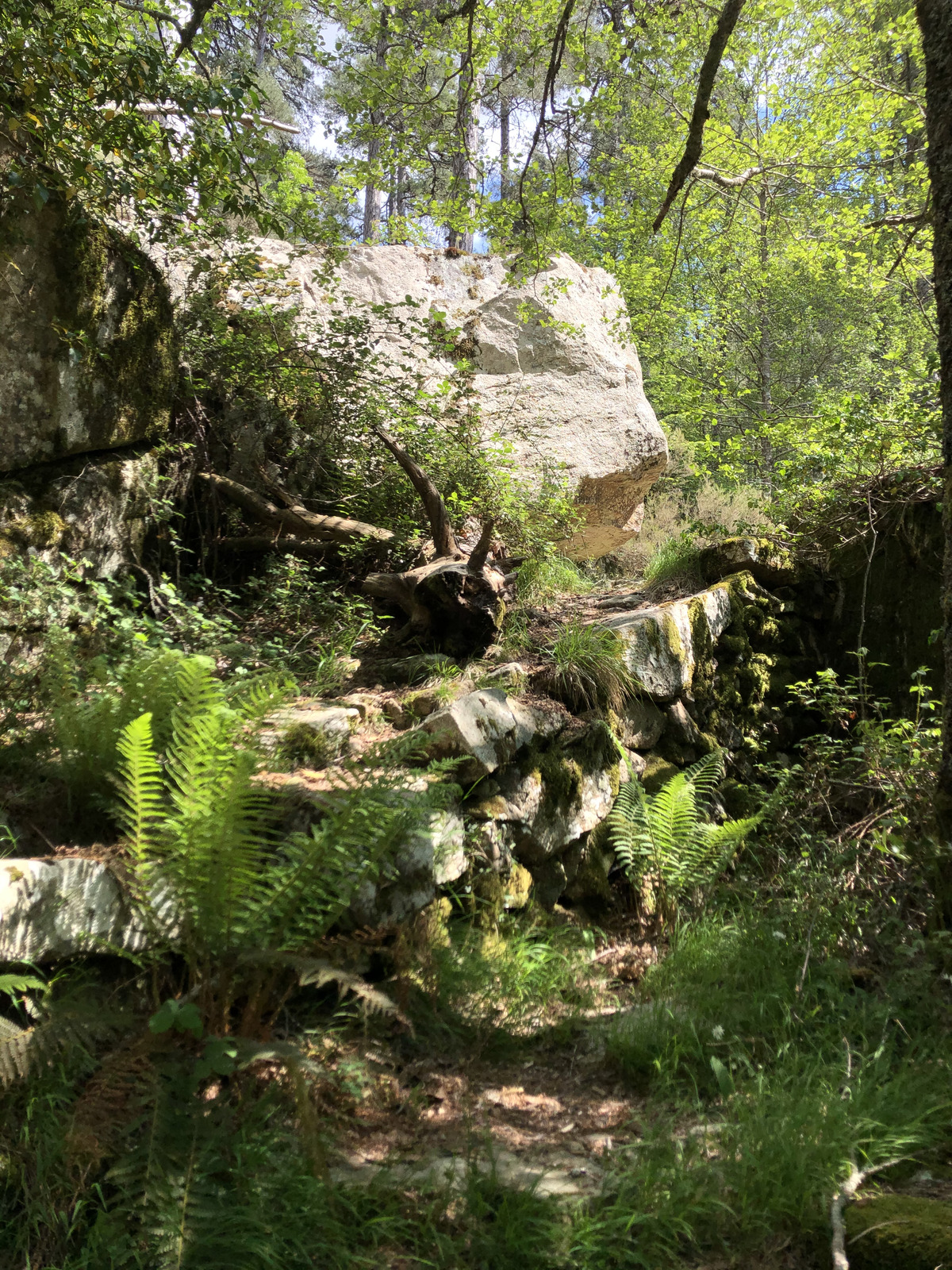 Picture France Corsica Aitone Forest 2021-06 37 - Sightseeing Aitone Forest