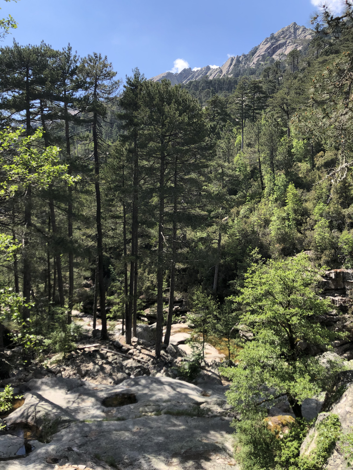 Picture France Corsica Aitone Forest 2021-06 15 - Discover Aitone Forest