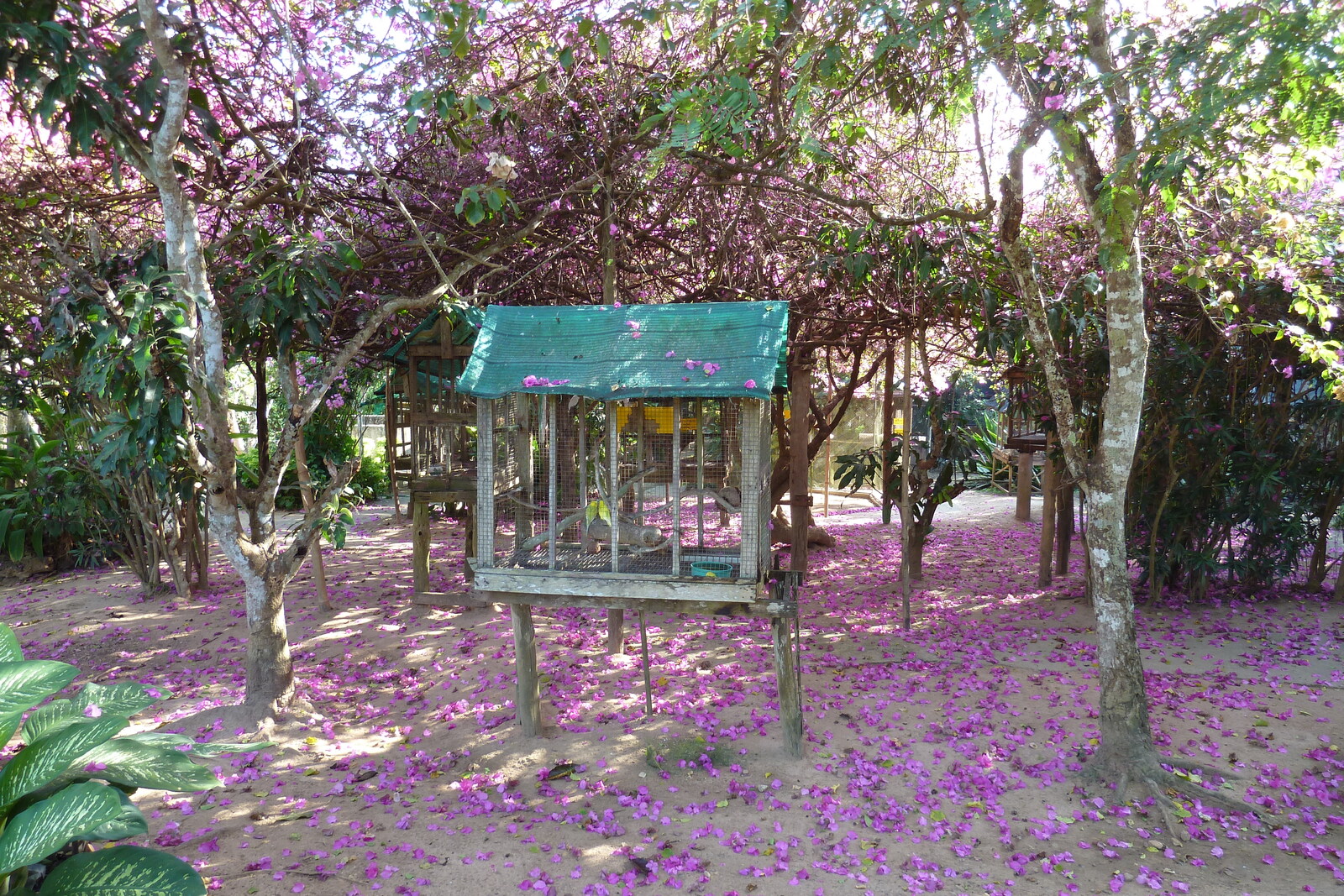 Picture Thailand Chiang Mai Mae Sa Snake Farm 2010-12 34 - Pictures Mae Sa Snake Farm