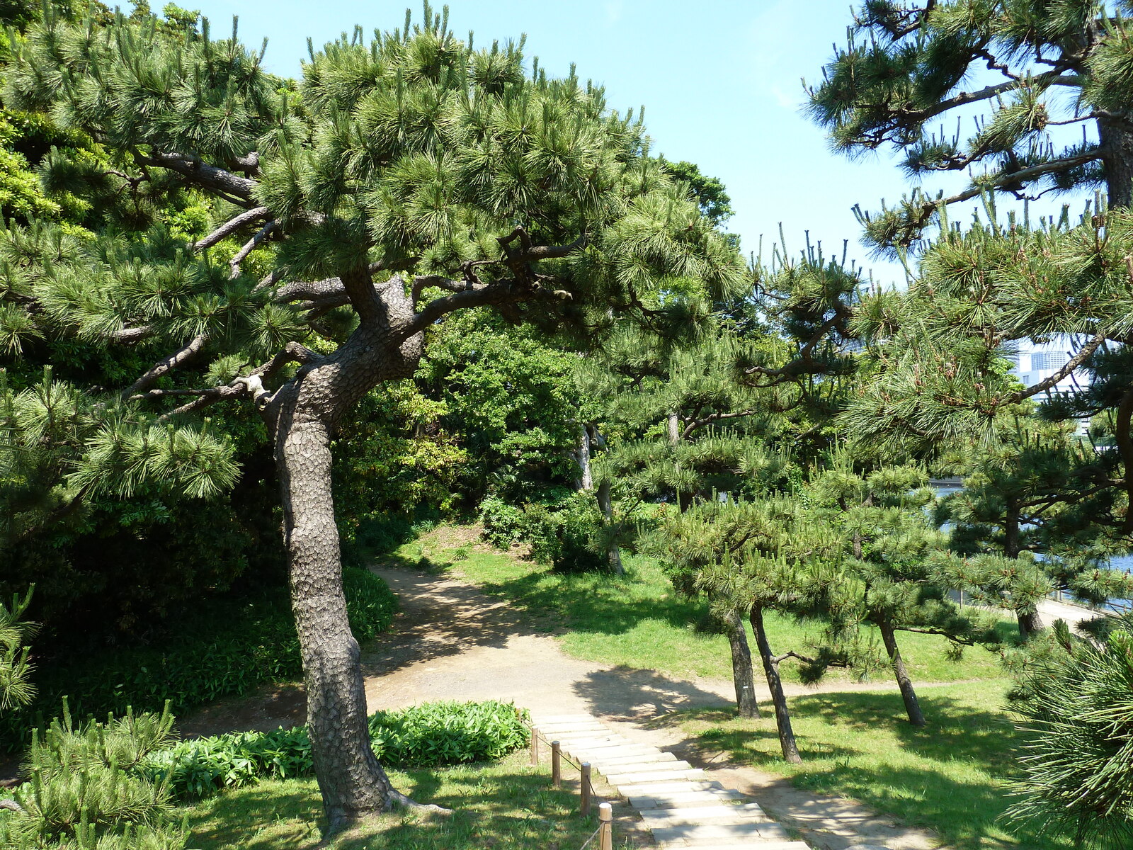 Picture Japan Tokyo Hama rikyu Gardens 2010-06 12 - Trail Hama rikyu Gardens