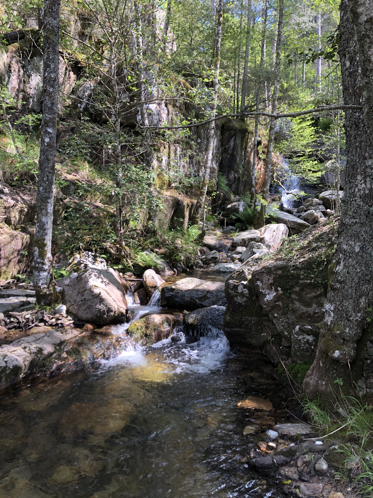 Picture France Corsica Aitone Forest 2021-06 22 - Sightseeing Aitone Forest