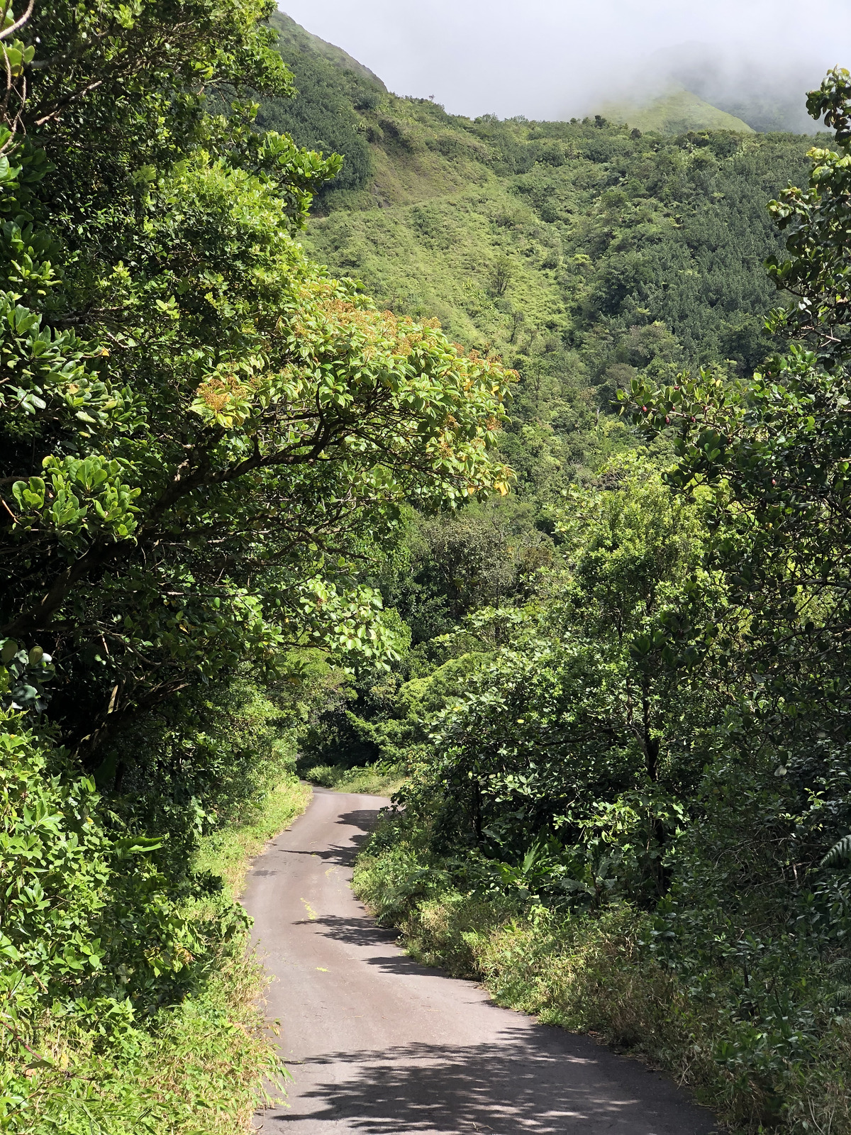 Picture Guadeloupe La Grande Soufriere 2021-02 73 - Photos La Grande Soufriere