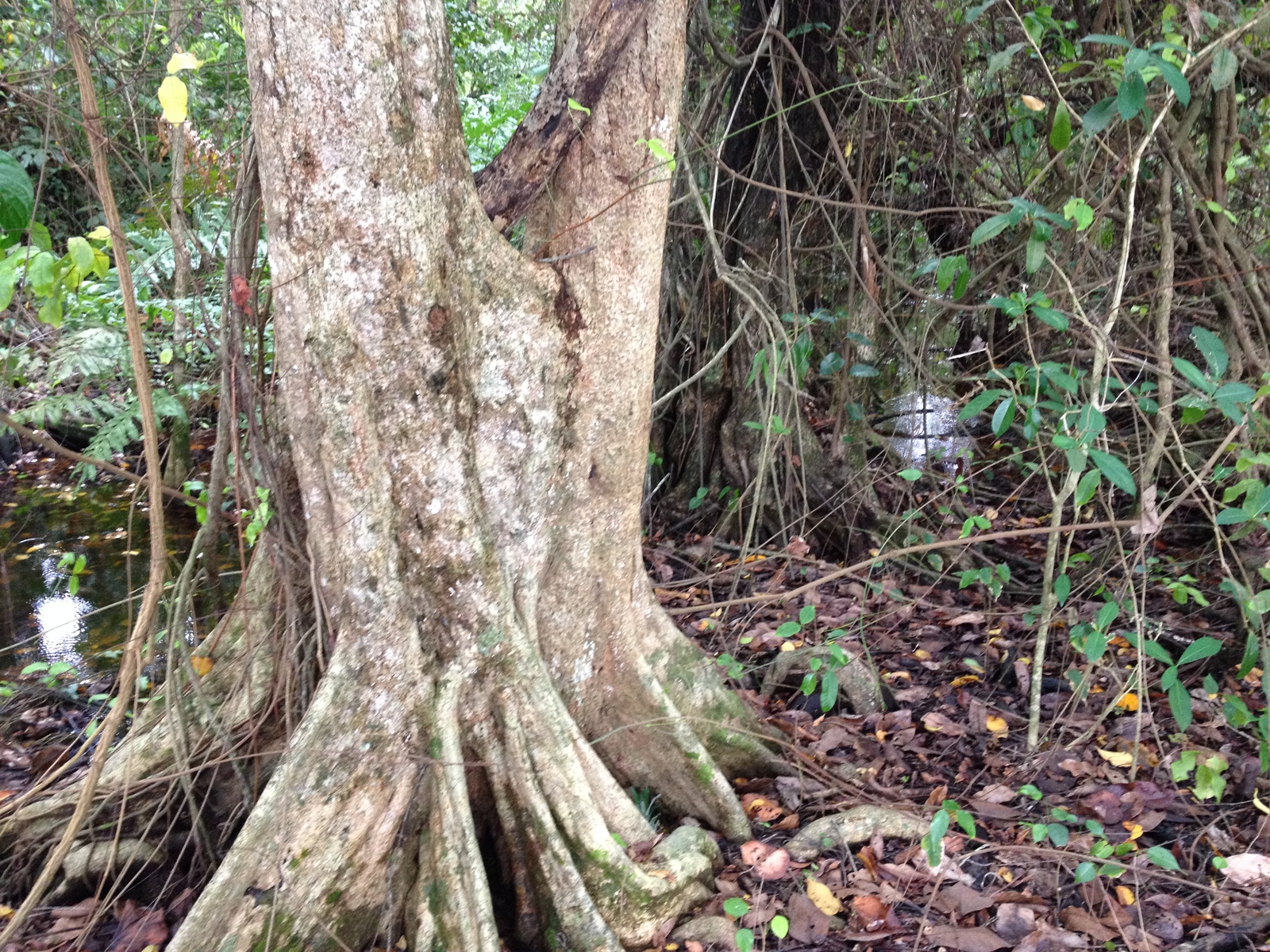 Picture Costa Rica Cahuita 2015-03 268 - Perspective Cahuita