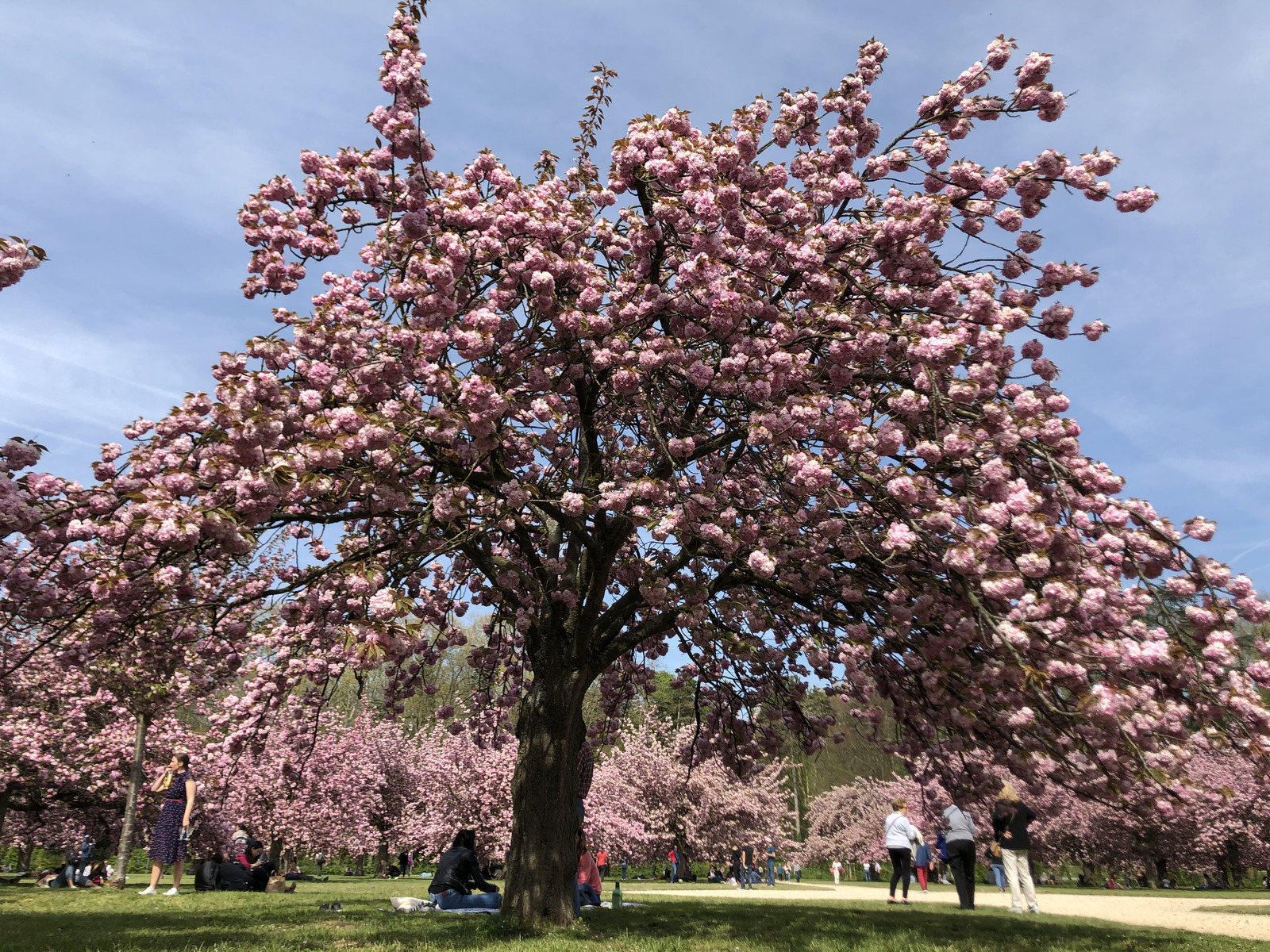 Picture France Parc de Sceaux 2019-04 70 - Tourist Attraction Parc de Sceaux