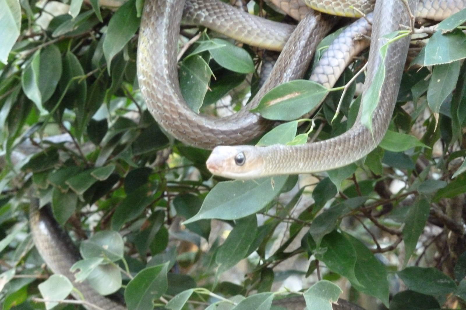 Picture Thailand Chiang Mai Mae Sa Snake Farm 2010-12 61 - Sight Mae Sa Snake Farm