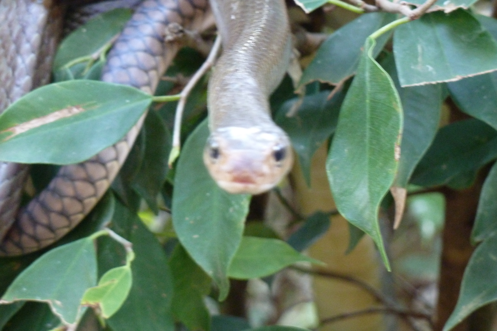 Picture Thailand Chiang Mai Mae Sa Snake Farm 2010-12 73 - Travel Mae Sa Snake Farm