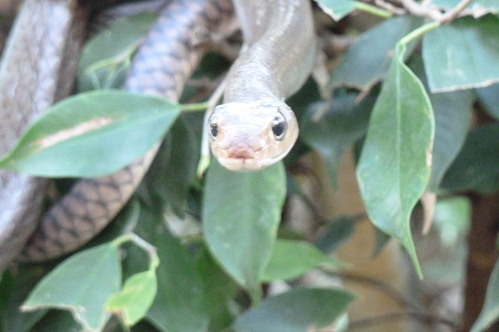 Picture Thailand Chiang Mai Mae Sa Snake Farm 2010-12 66 - Sightseeing Mae Sa Snake Farm