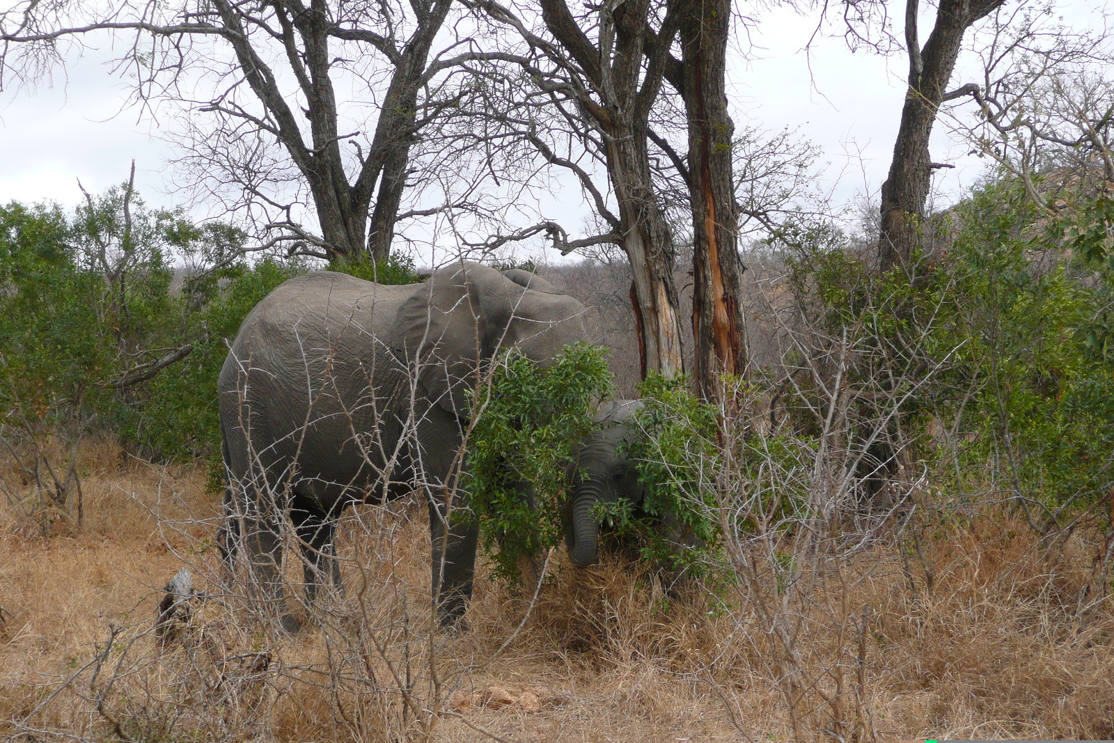 Picture South Africa Kruger National Park 2008-09 109 - Sightseeing Kruger National Park