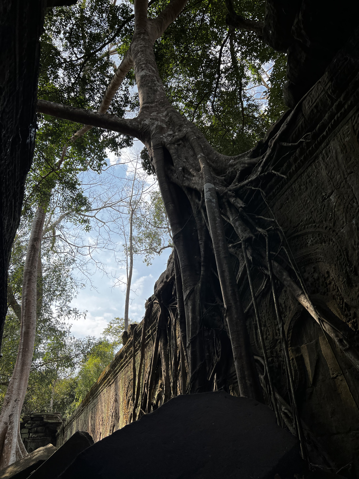 Picture Cambodia Siem Reap Ta Prohm 2023-01 4 - Visit Ta Prohm