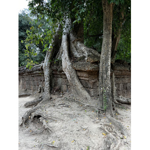 Picture Cambodia Siem Reap Ta Prohm 2023-01 49 - Picture Ta Prohm