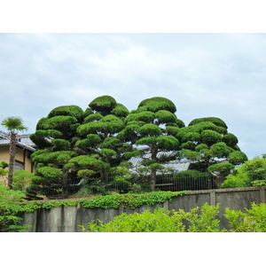 Picture Japan Kyoto 2010-06 45 - Tourist Places Kyoto