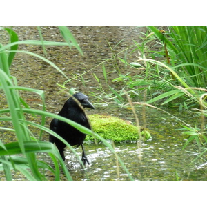 Picture Japan Kyoto Shosei en Garden 2010-06 8 - Views Shosei en Garden