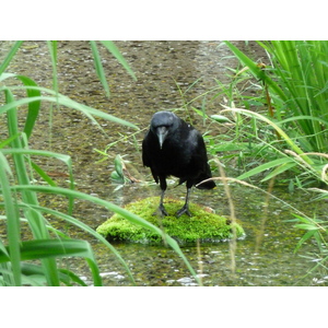 Picture Japan Kyoto Shosei en Garden 2010-06 77 - Pictures Shosei en Garden