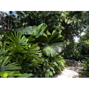 Picture Singapore Singapore Botanic Gardens 2023-01 126 - Photographers Singapore Botanic Gardens