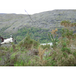 Picture Ireland Kerry Killarney National Park 2004-05 36 - Photo Killarney National Park