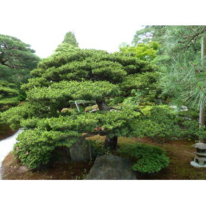 Picture Japan Kyoto Kyoto Imperial Palace 2010-06 90 - Discover Kyoto Imperial Palace