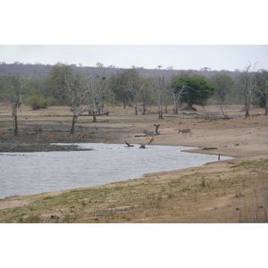 Picture South Africa Kruger National Park Mpondo 2008-09 27 - Travels Mpondo