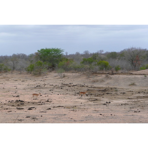 Picture South Africa Kruger National Park Mpondo 2008-09 19 - Sight Mpondo