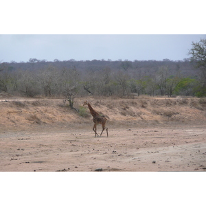 Picture South Africa Kruger National Park Mpondo 2008-09 10 - Photos Mpondo