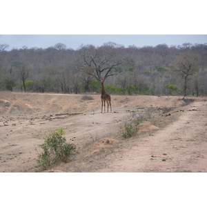 Picture South Africa Kruger National Park Mpondo 2008-09 14 - Perspective Mpondo