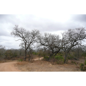 Picture South Africa Kruger National Park 2008-09 159 - Pictures Kruger National Park