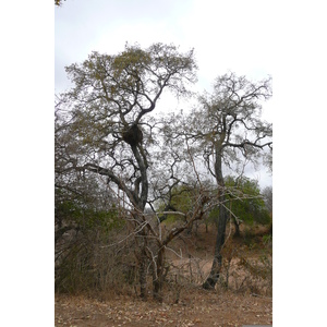 Picture South Africa Kruger National Park 2008-09 138 - Photo Kruger National Park