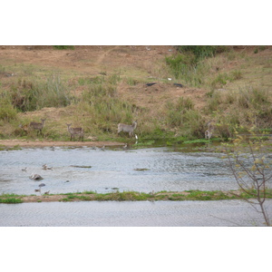 Picture South Africa Kruger National Park Crocodile River 2008-09 47 - Discover Crocodile River