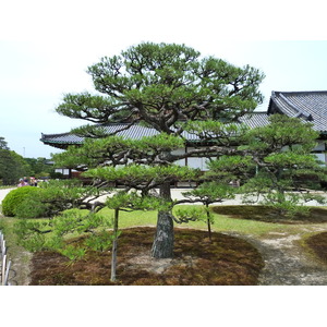 Picture Japan Kyoto Nijo Castle 2010-06 89 - Picture Nijo Castle