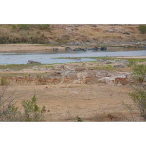 Picture South Africa Kruger National Park Crocodile River 2008-09 42 - Photographers Crocodile River