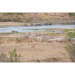 Picture South Africa Kruger National Park Crocodile River 2008-09 39 - Tourist Places Crocodile River