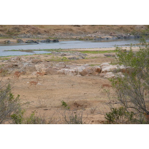 Picture South Africa Kruger National Park Crocodile River 2008-09 36 - Sightseeing Crocodile River