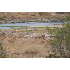 Picture South Africa Kruger National Park Crocodile River 2008-09 57 - Photographer Crocodile River