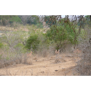 Picture South Africa Kruger National Park Crocodile River 2008-09 25 - Sightseeing Crocodile River