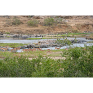 Picture South Africa Kruger National Park Crocodile River 2008-09 9 - Photo Crocodile River