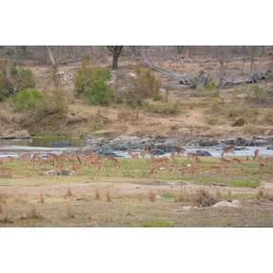 Picture South Africa Kruger National Park Crocodile River 2008-09 13 - Travels Crocodile River